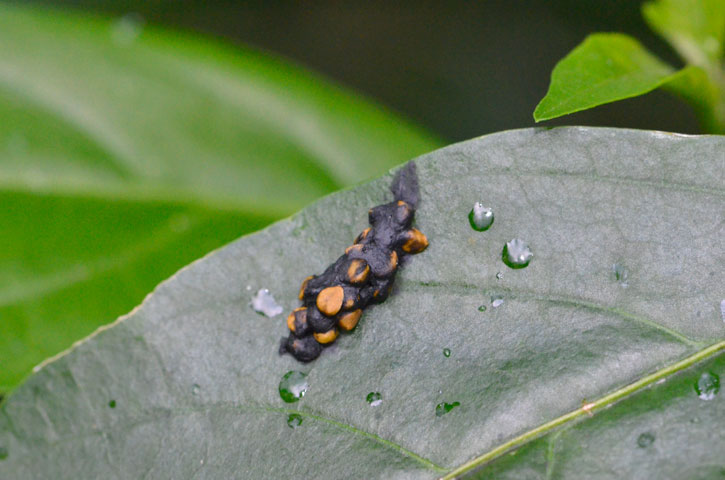 鳥糞(2011年12月21日撮影）