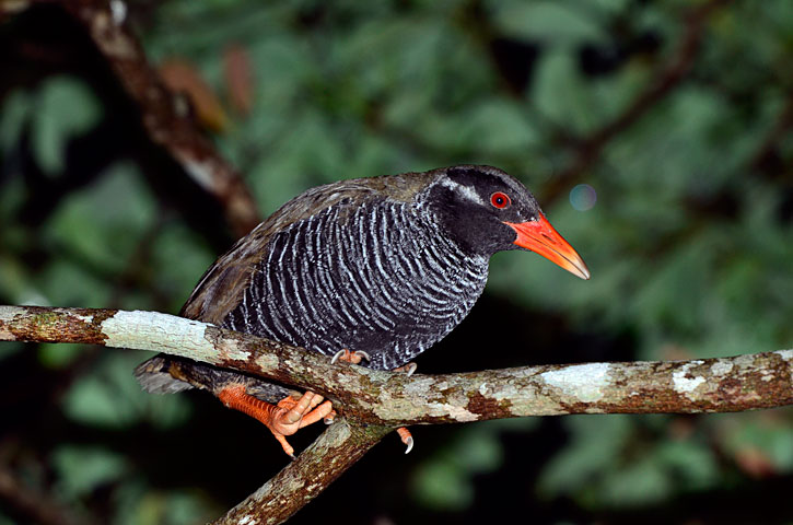 ヤンバルクイナ雌