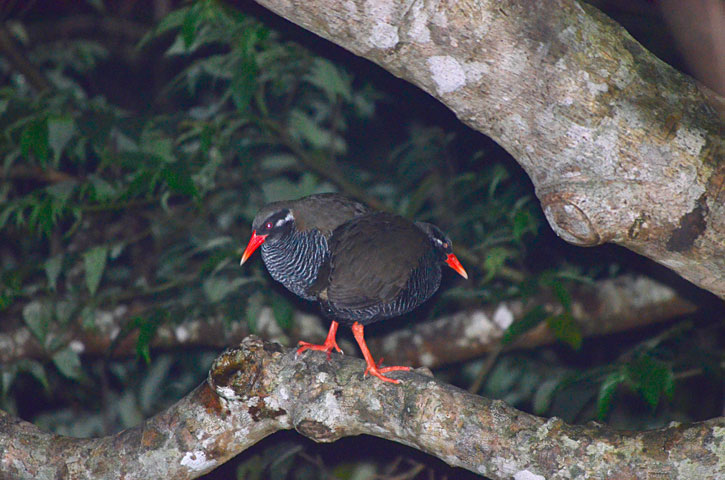 ヤンバルクイナ・ペア