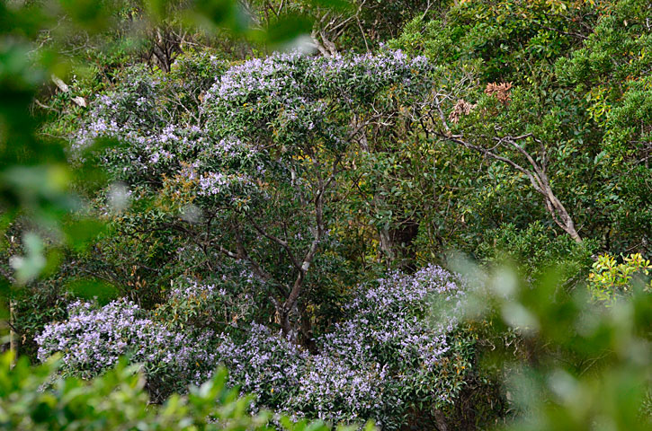 アオバナハイノキ開花