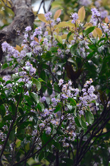 アオバナハイノキ