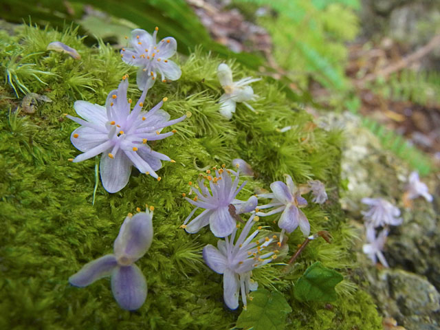 アオバナハイノキ落花