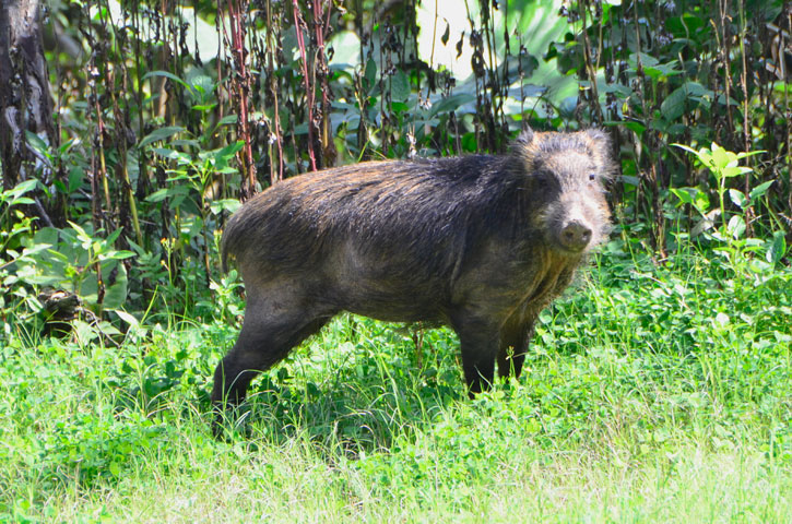 リュウキュウイノシシ