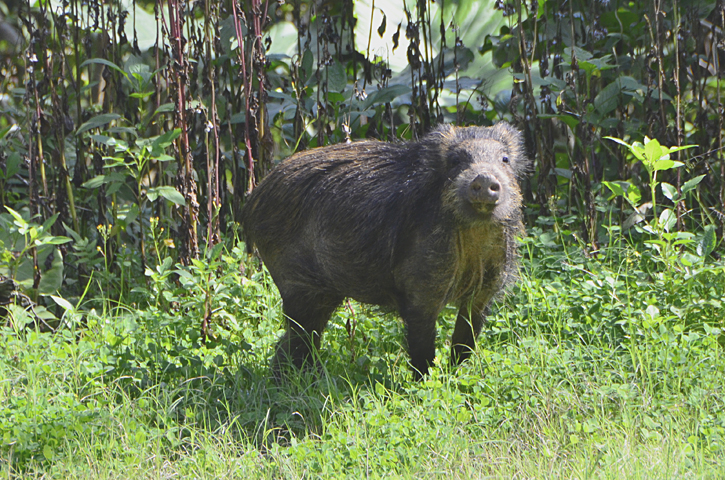 リュウキュウイノシシ