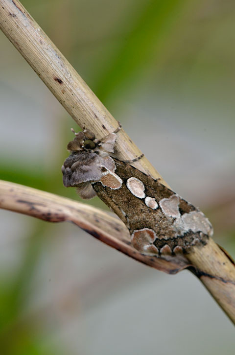 カワムラトガリバ