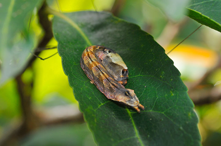 カワムラトガリバ？幼虫(2008年5月撮影）