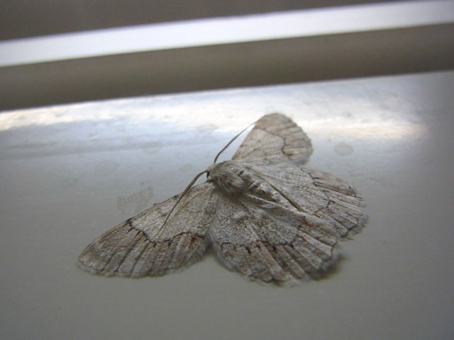 タイワンアヤシャク