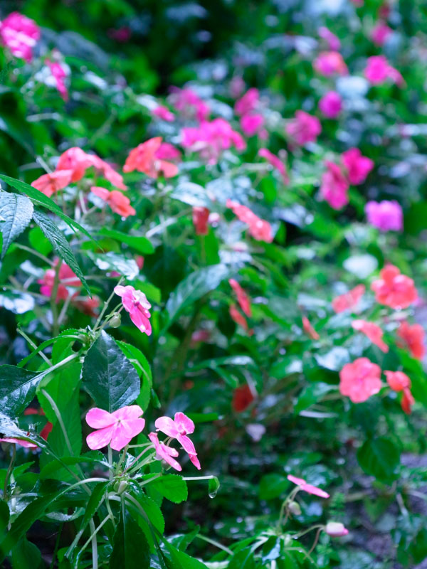 アフリカホウセンカ