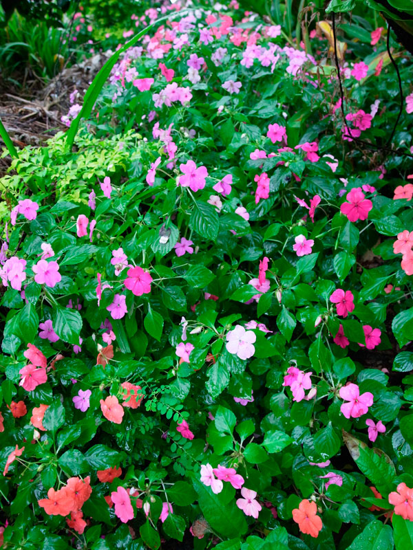 アフリカホウセンカ