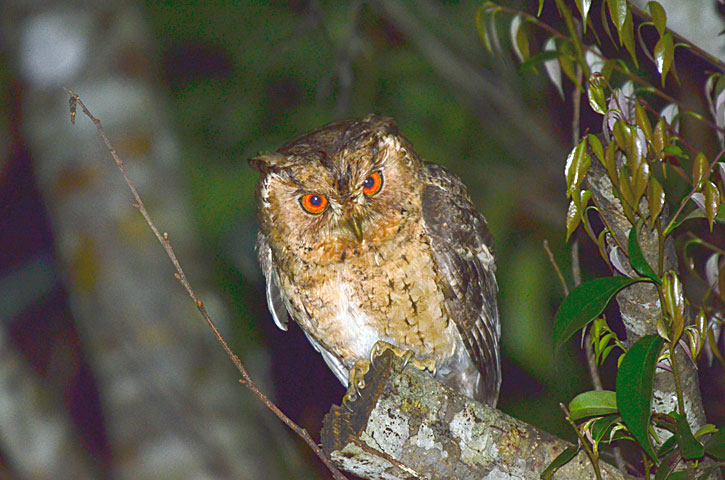 リュウキュウオオコノハズク