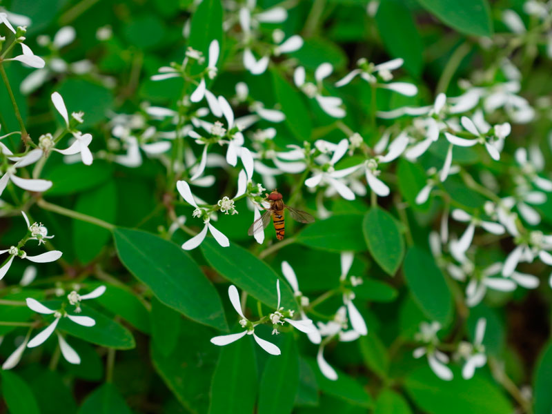 ホソヒラタアブ