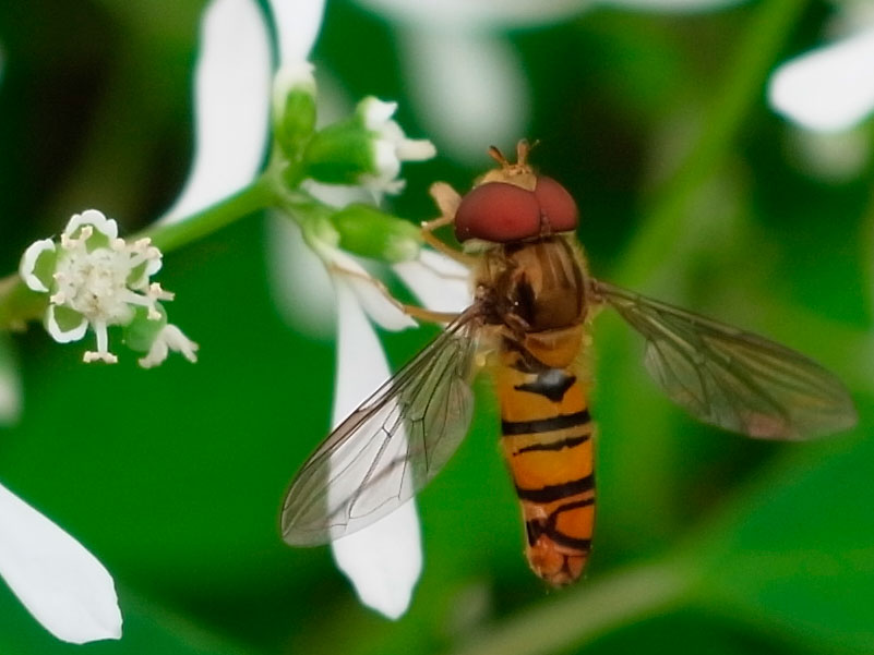 ホソヒラタアブ（トリミング）