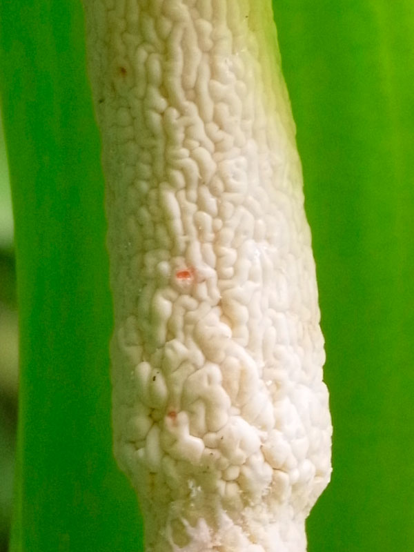 クワズイモ花（トリミング）