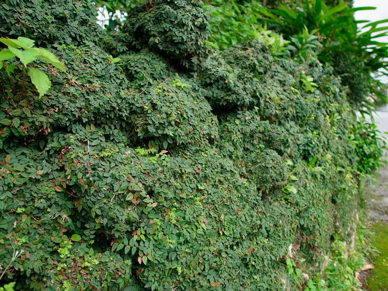 ヒメイタビに覆われた石垣