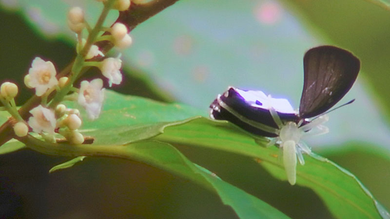 ワカバグモに捕食されるリュウキュウウラボシシジミ