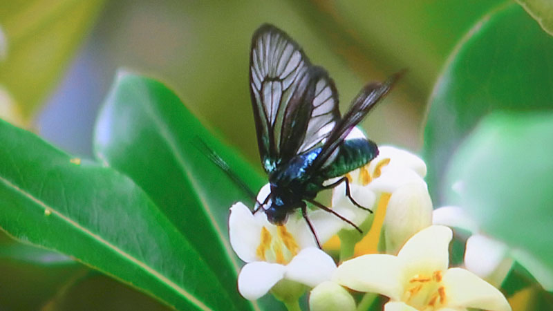 ブドウスカシクロバ