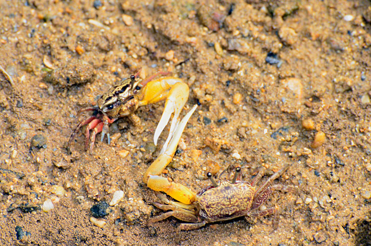 オキナワハクセンシオマネキ