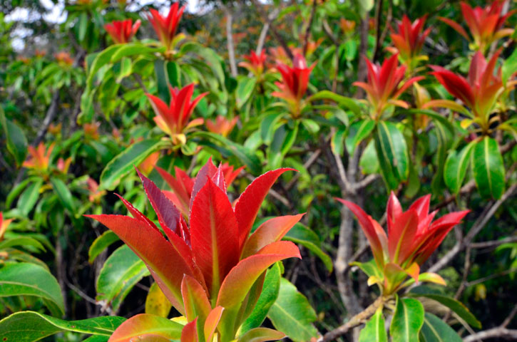 イジュ？芽吹き