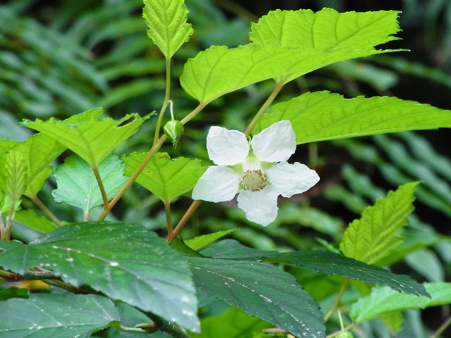 リュウキュウイチゴ花