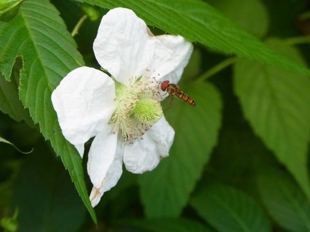 リュウキュウバライチゴ花