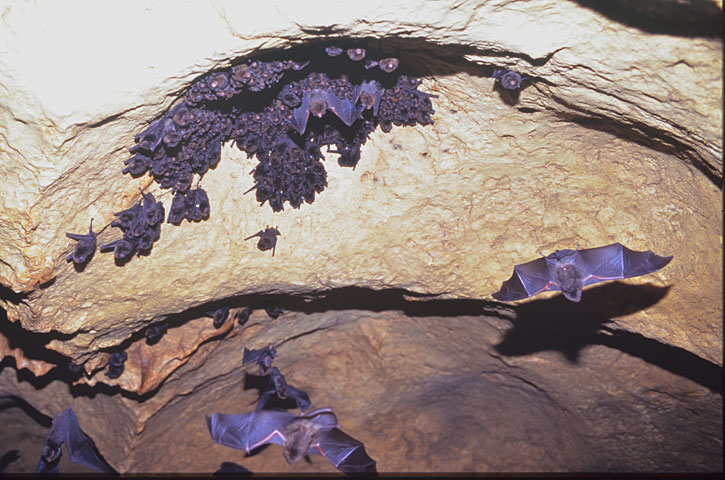 リュウキュウユビナガコウモリ(1997年9月10 日撮影）