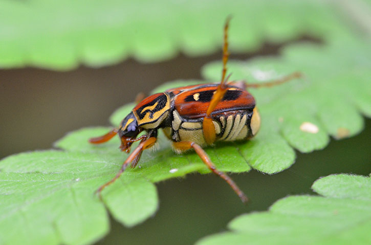 オオシマオオトラフコガネ褐色型雄