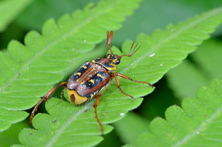 オオシマオオトラフコガネ褐色型雄