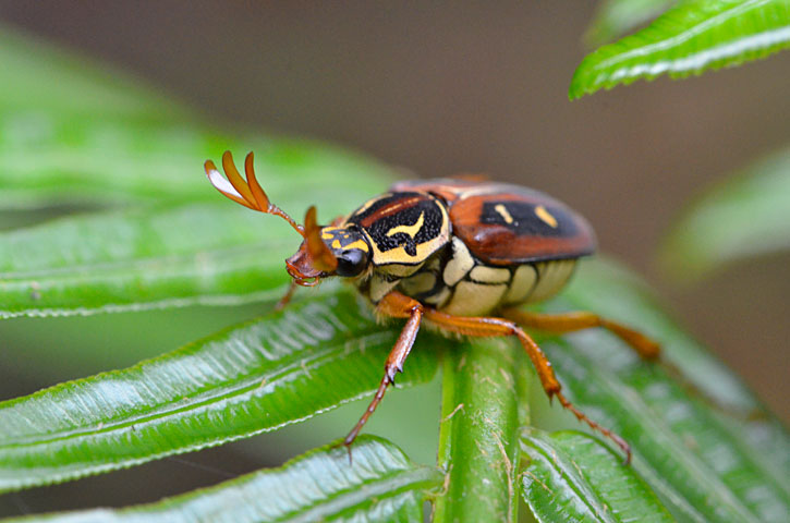 オオシマオオトラフコガネ褐色型雄