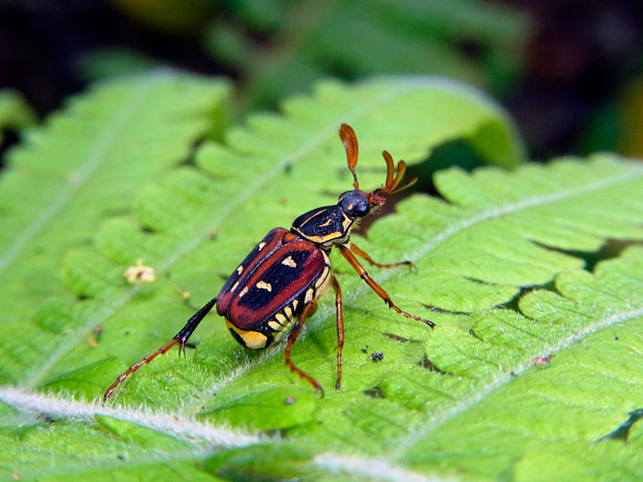 オオシマオオトラフコガネ褐色型雄
