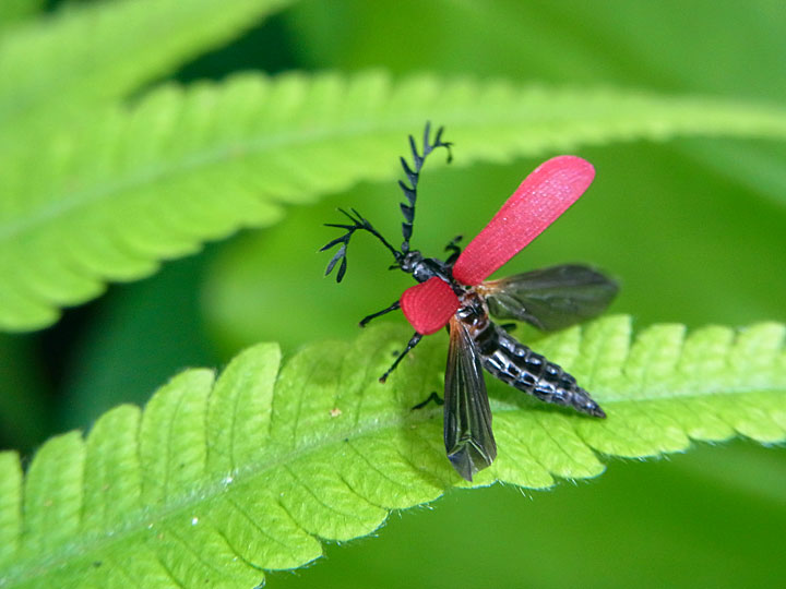 オオシマカクムネベニボタル