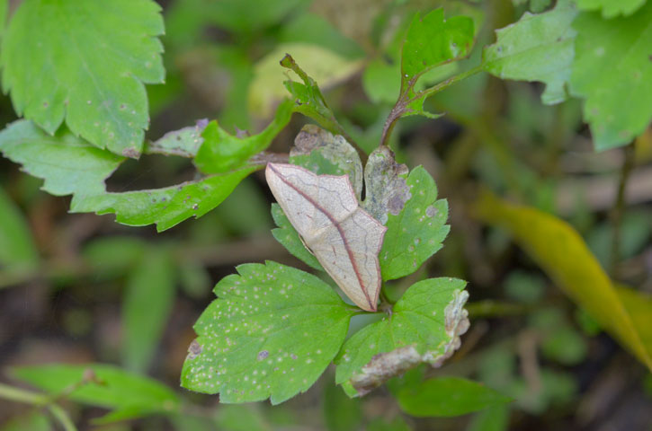 トガリベニスジヒメシャク？