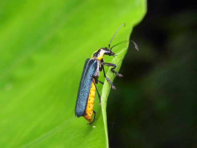 オキナワアオジョウカイ