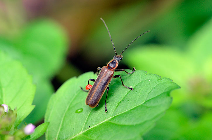 マルムネジョウカイの一種