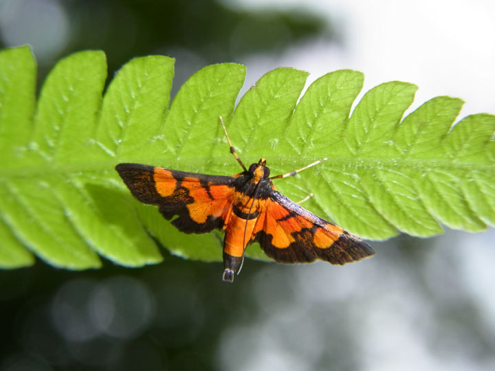 キンモンノメイガ