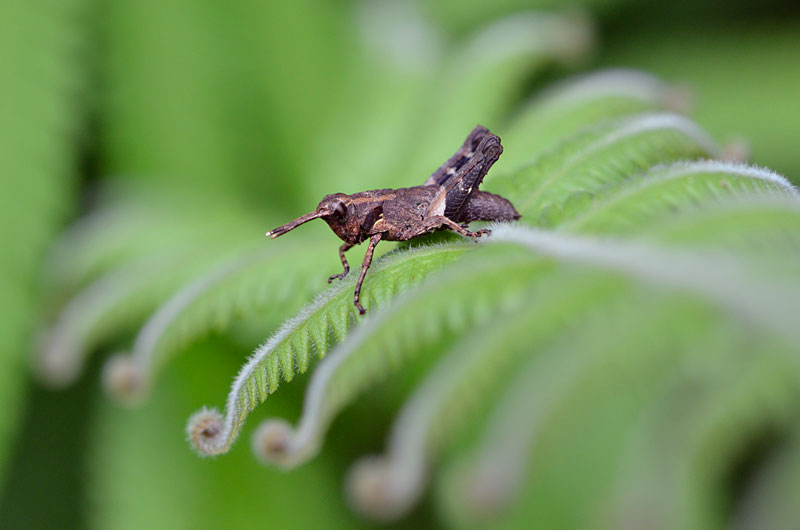オキナワモリバッタ幼虫