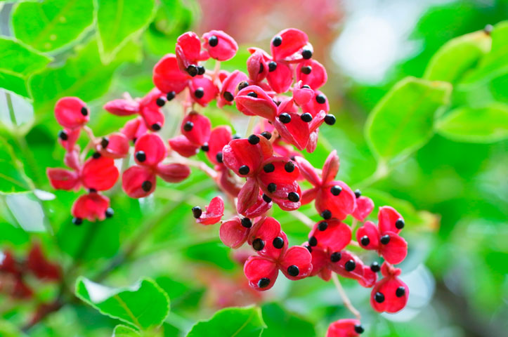 ゴンズイ実(2011年9月24日撮影）