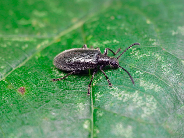 ウルマクロハムシダマシ