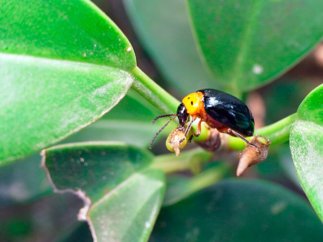 オキナワイチモンジハムシ