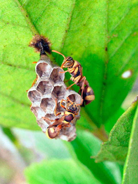 オキナワチビアシナガバチ巣