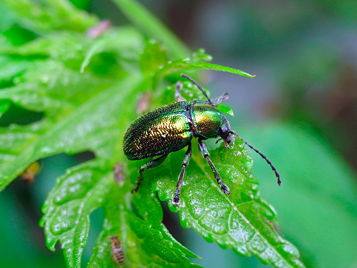 ツツサルハムシ