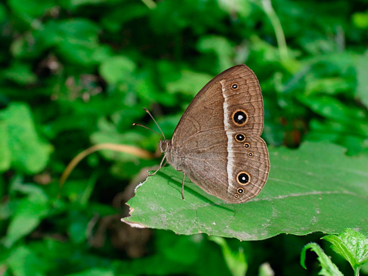 リュウキュウヒメジャノメ