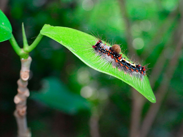 スキバドクガ幼虫