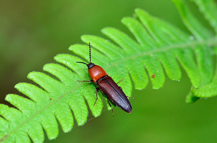 アリタムネアカコメツキ