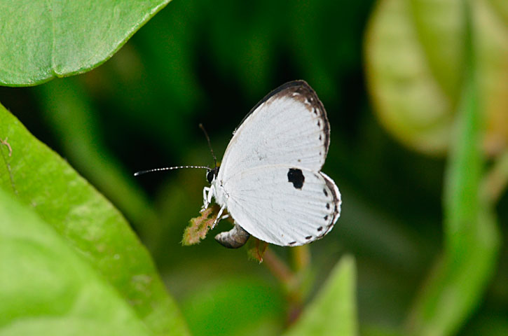 リュウキュウウラボシシジミ産卵行動