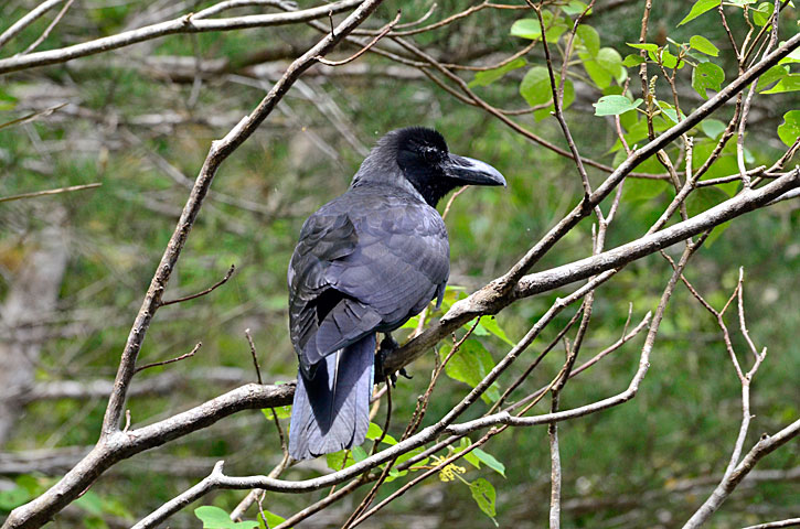 ハシブトガラス