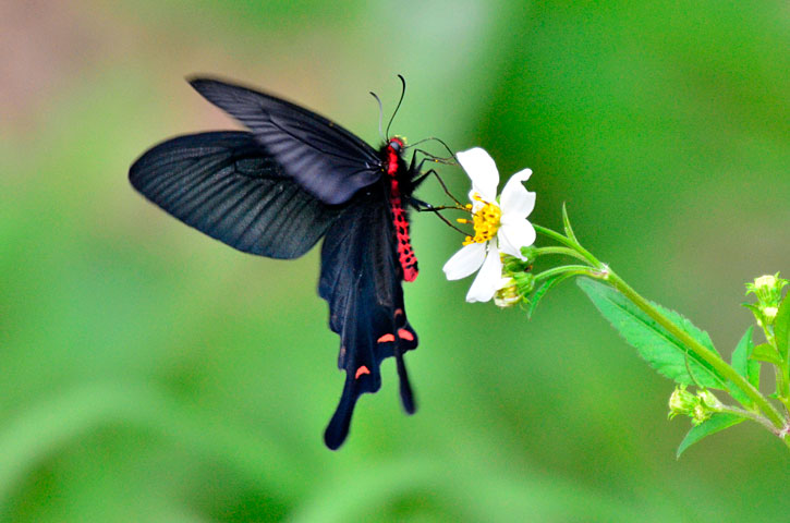 ジャコウアゲハ