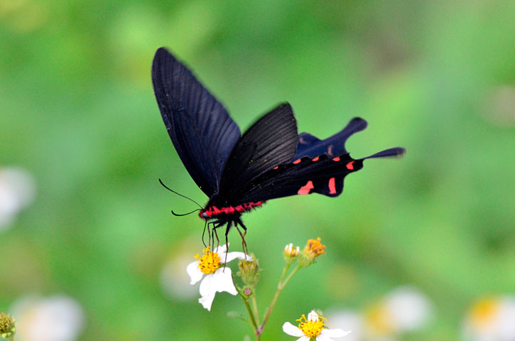 ジャコウアゲハ