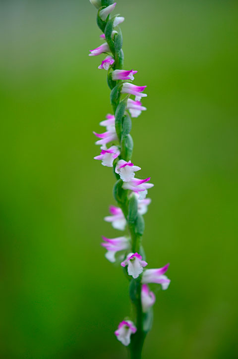 ナンゴクネジバナ