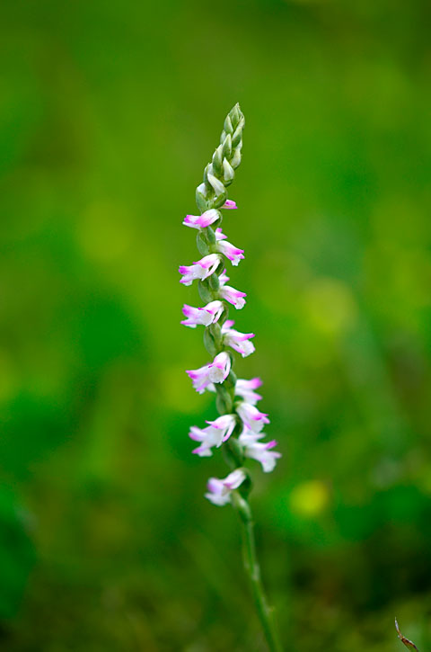 ナンゴクネジバナ