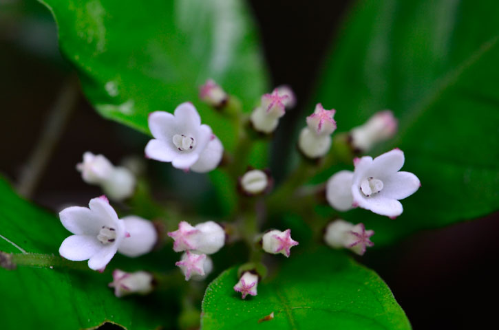 チャボイナモリ